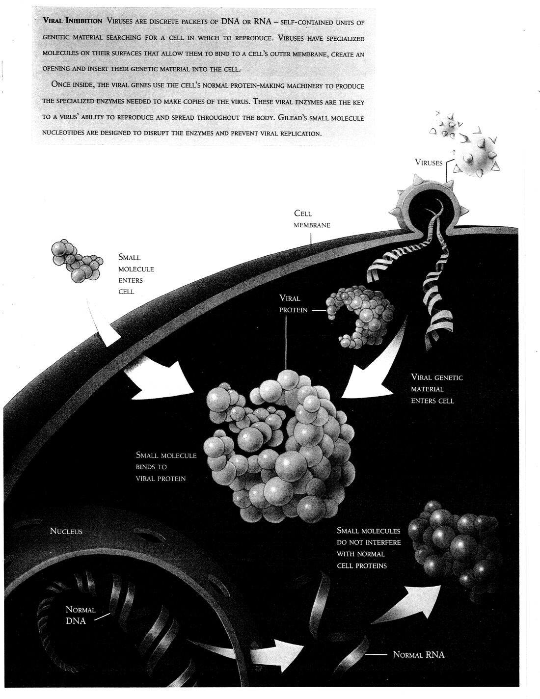 Full-page illustration titled 'Viral Inhibition' showing viruses binding to a cell membrane, viral genetic material entering the cell, and a small molecule compound binding to viral protein, with labels for cell membrane, viruses, viral protein, nucleus, normal DNA, normal RNA, and small molecules not interfering with normal cell proteins.